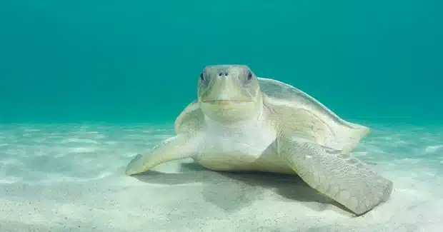 flatback sea turtle