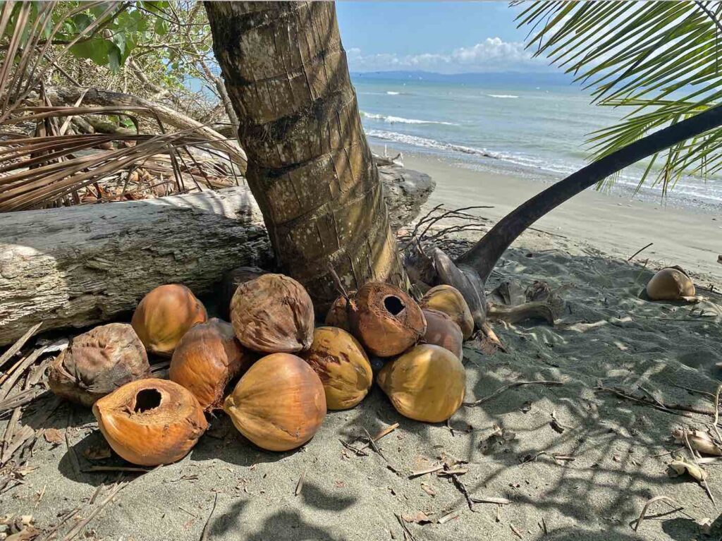 what to do with old coconuts | Blue Osa Yoga Retreat + Spa