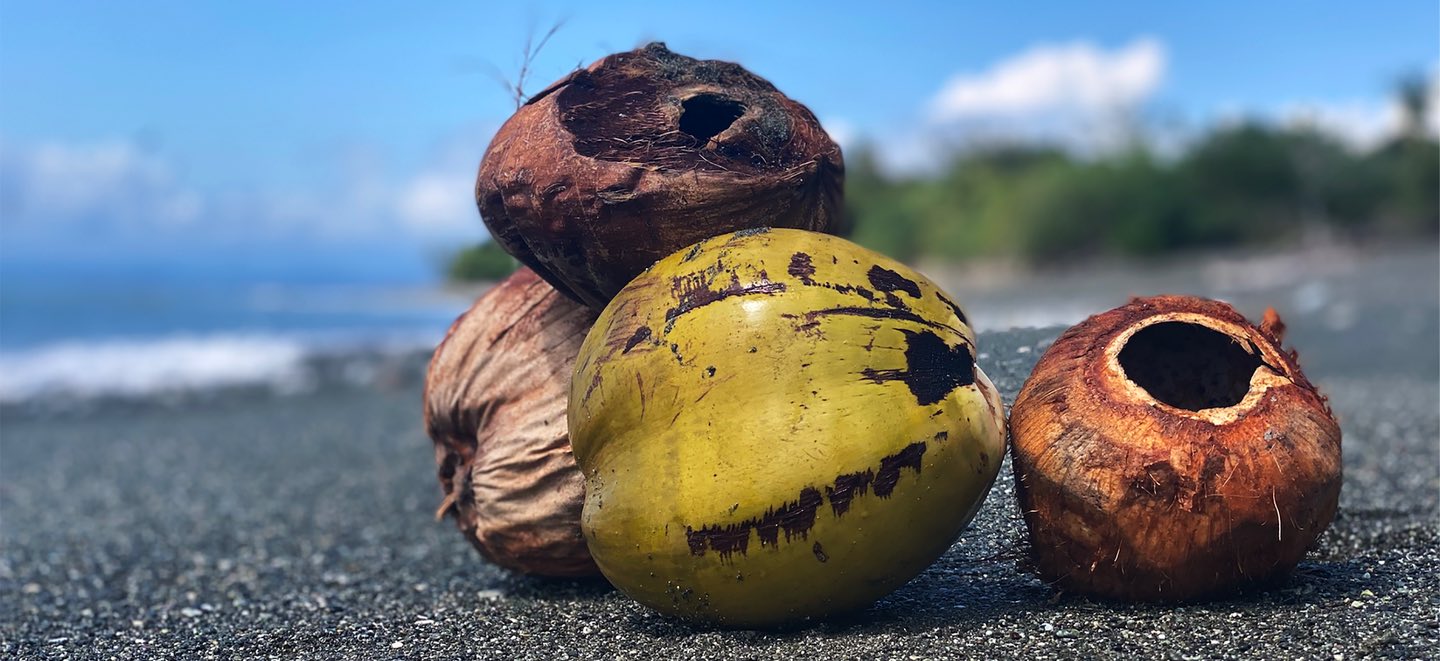 what to do with old coconuts | Blue Osa Yoga Retreat