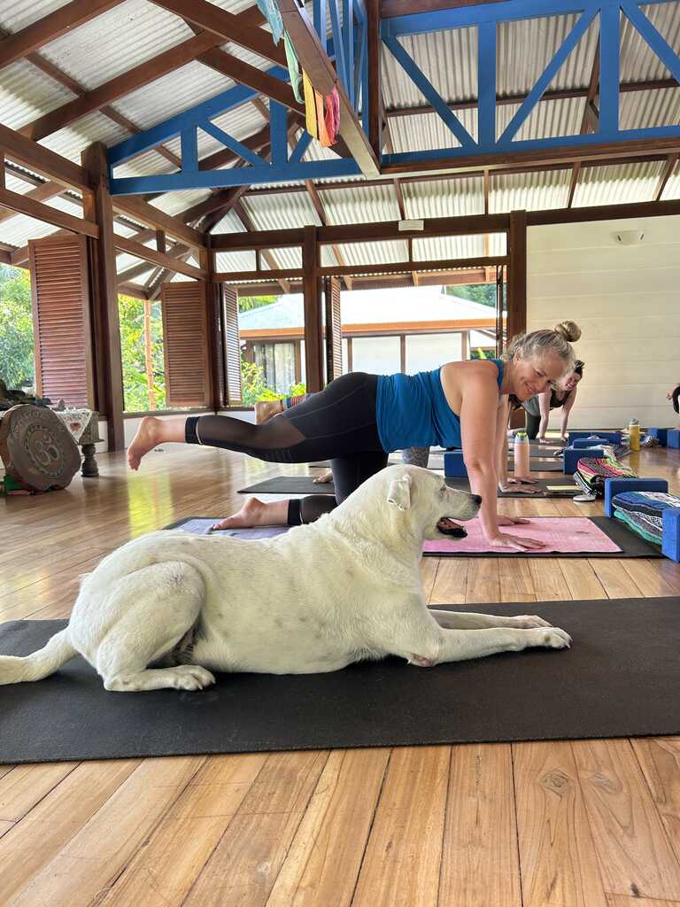 dog rescue in costa rica destiny does yoga dog