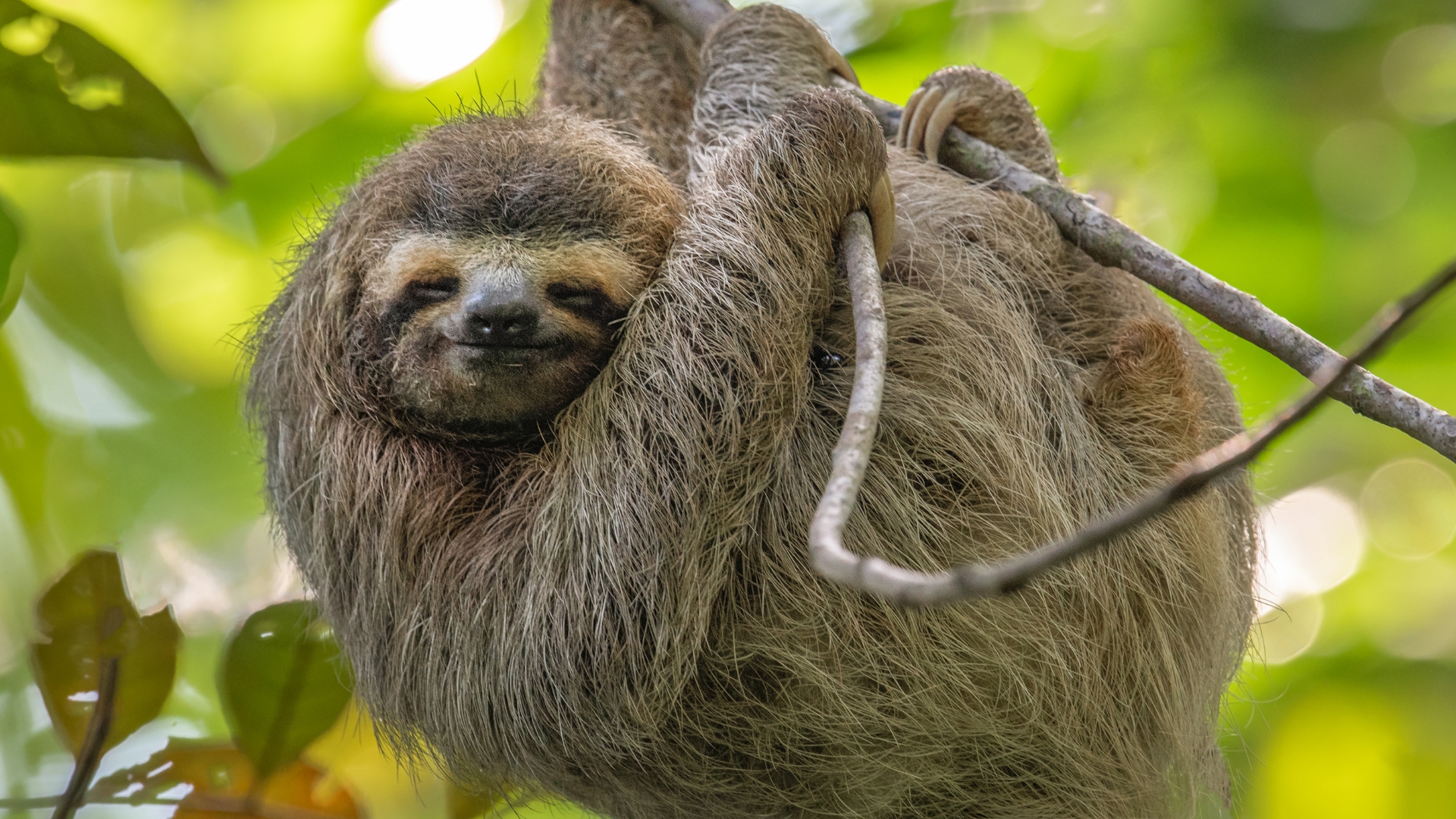 Sloth hanging in a tree in the jungles of Costa Rica.