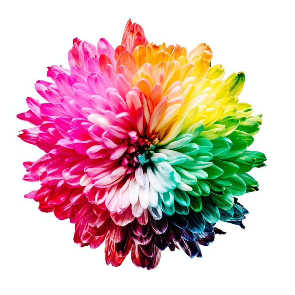 Flower segmented into colors: pink, orange, yellow, green, blue and red. 