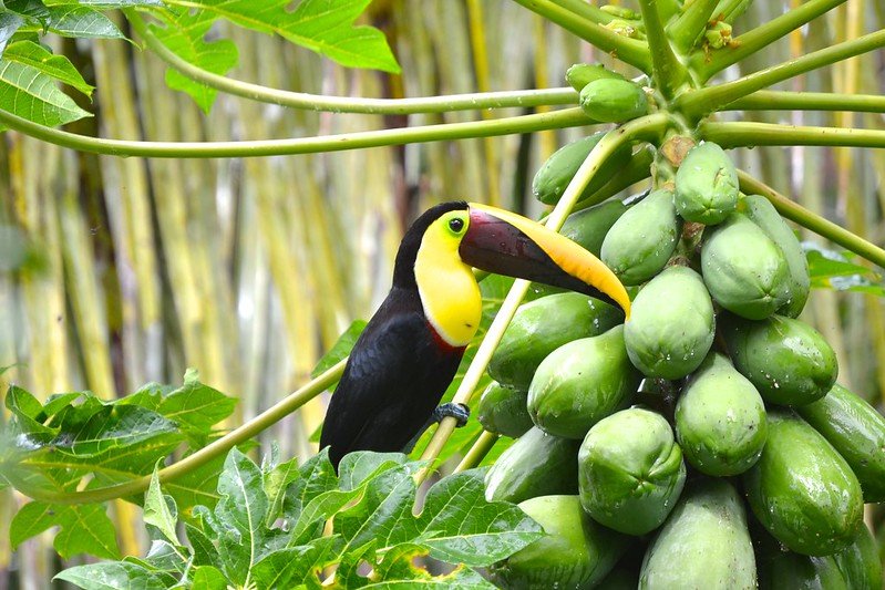 The toucan of costa rica || Costa Rica yoga retreat