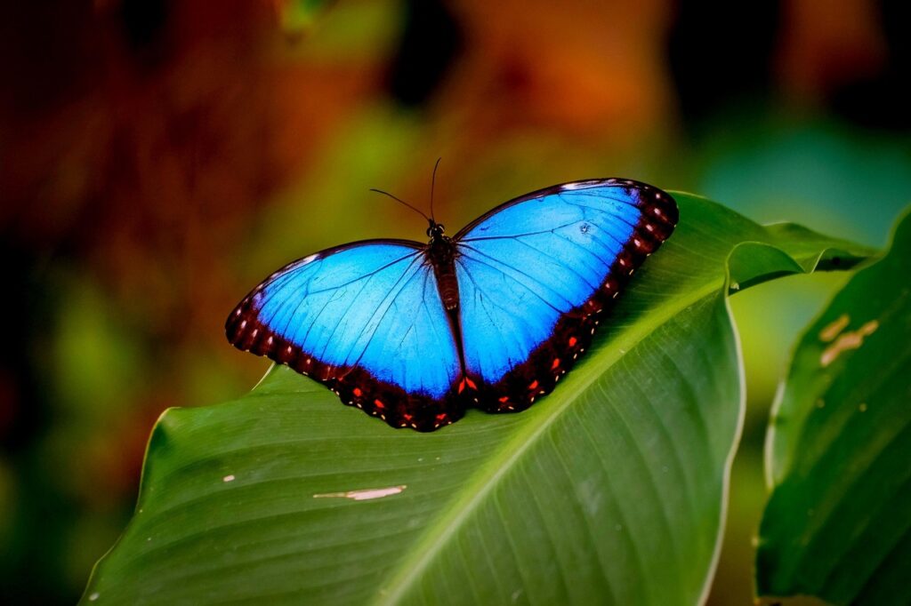 Blue morpho butterfly in the Costa Rica rainforest, one of the most iconic wildlife sightings for first-time visitors