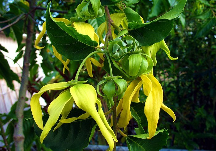 ylang ylang flowers