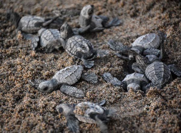 Releasing Baby Sea Turtles at Yoga Teacher Training in Costa Rica
