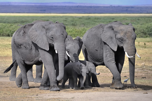 Elephants on the move in Amboseli National Park, Kenya, East Africa