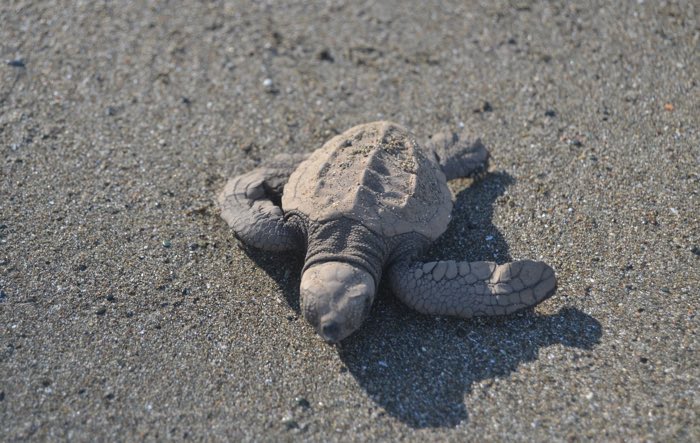 25 Fantastic Reasons To Pack Your Bags And Visit Blue Osa Right Now Baby Sea Turtles