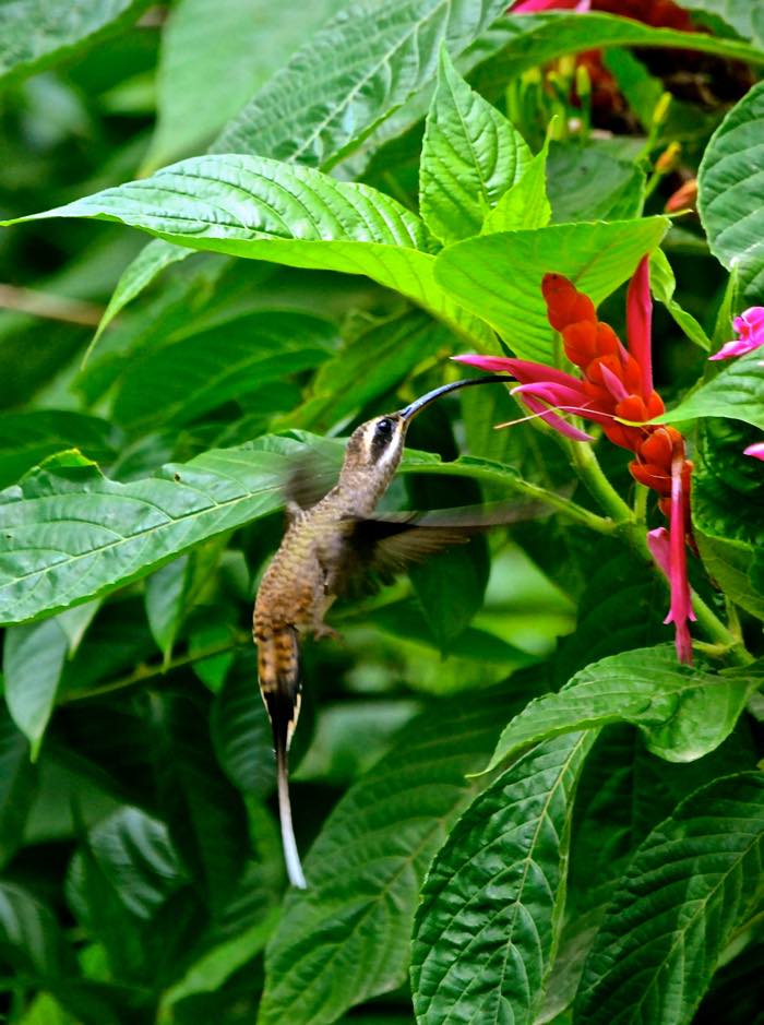 25 Fantastic Reasons To Pack Your Bags And Visit Blue Osa Right Now Nature Hummingbird
