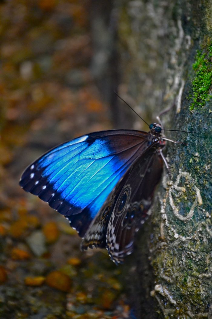 25 Fantastic Reasons To Pack Your Bags And Visit Blue Osa Right Now Morpho Butterfly