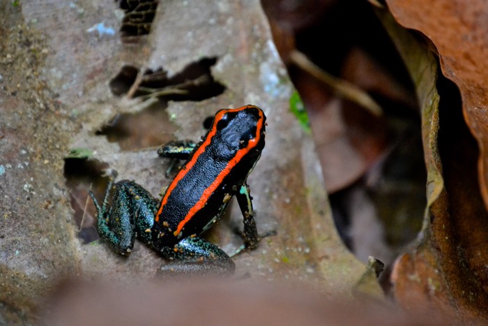 25 Fantastic Reasons To Pack Your Bags And Visit Blue Osa Right Now Golfo Dulce poinson dark frog