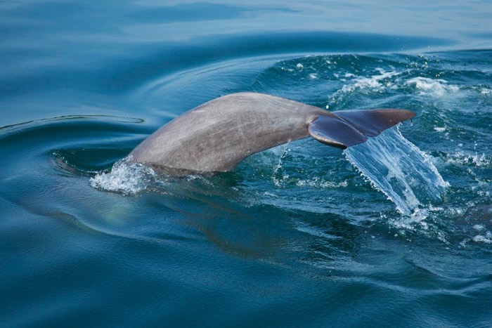 5 Ways To Make Your Gay Wedding Special At Blue Osa - Dolphin Sighting