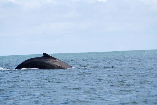 The Humpback Whales Are Coming to Blue Osa Costa Rica