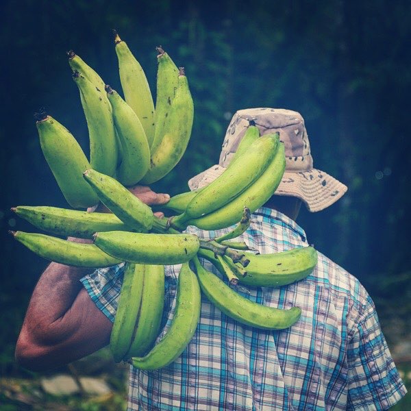 25 Fantastic Reasons To Pack Your Bags And Visit Blue Osa Right Now Nature Bananas