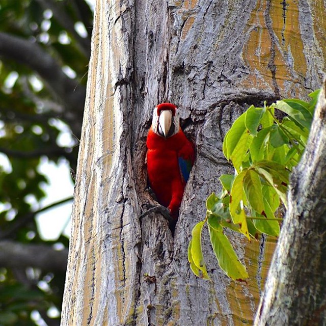 Have you seen a Red macaw nesting?? from Dec to April is the macaw nesting season is Costa Rica, for the firts 22 days the females incubate the eggs, After 75 days old, the chicks fledge
