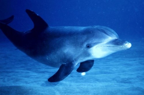 Dolphin Life Change Encounter