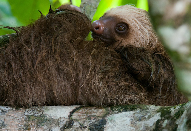 Two Toed Young Sloth