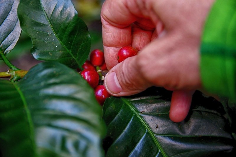 Costa Rican Coffee - A Morning Ritual 