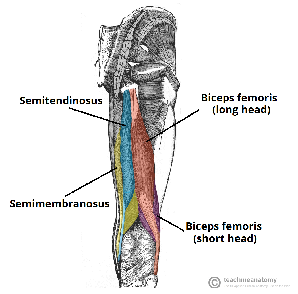 Diagram of the hamstring muscles. 