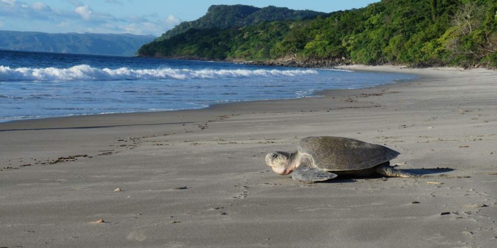 a turtle on the beach walking towards the ocean