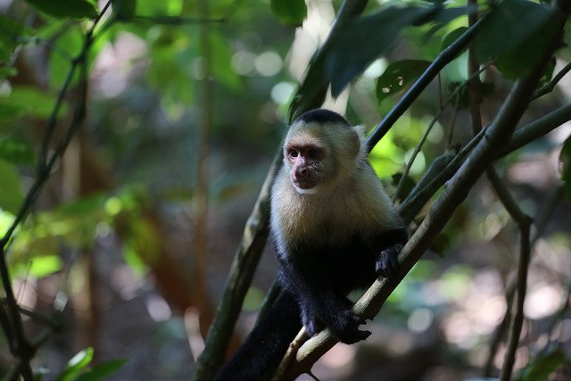 White-Faced Capuchin Monkey You Can Expect to See on Your Trip to Blue Osa