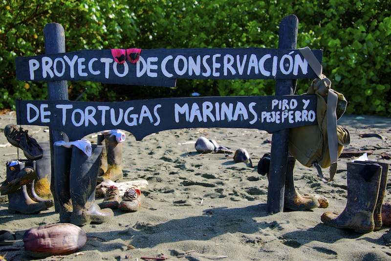 Saving the sea turtles in Costa Rica Osa Peninsula