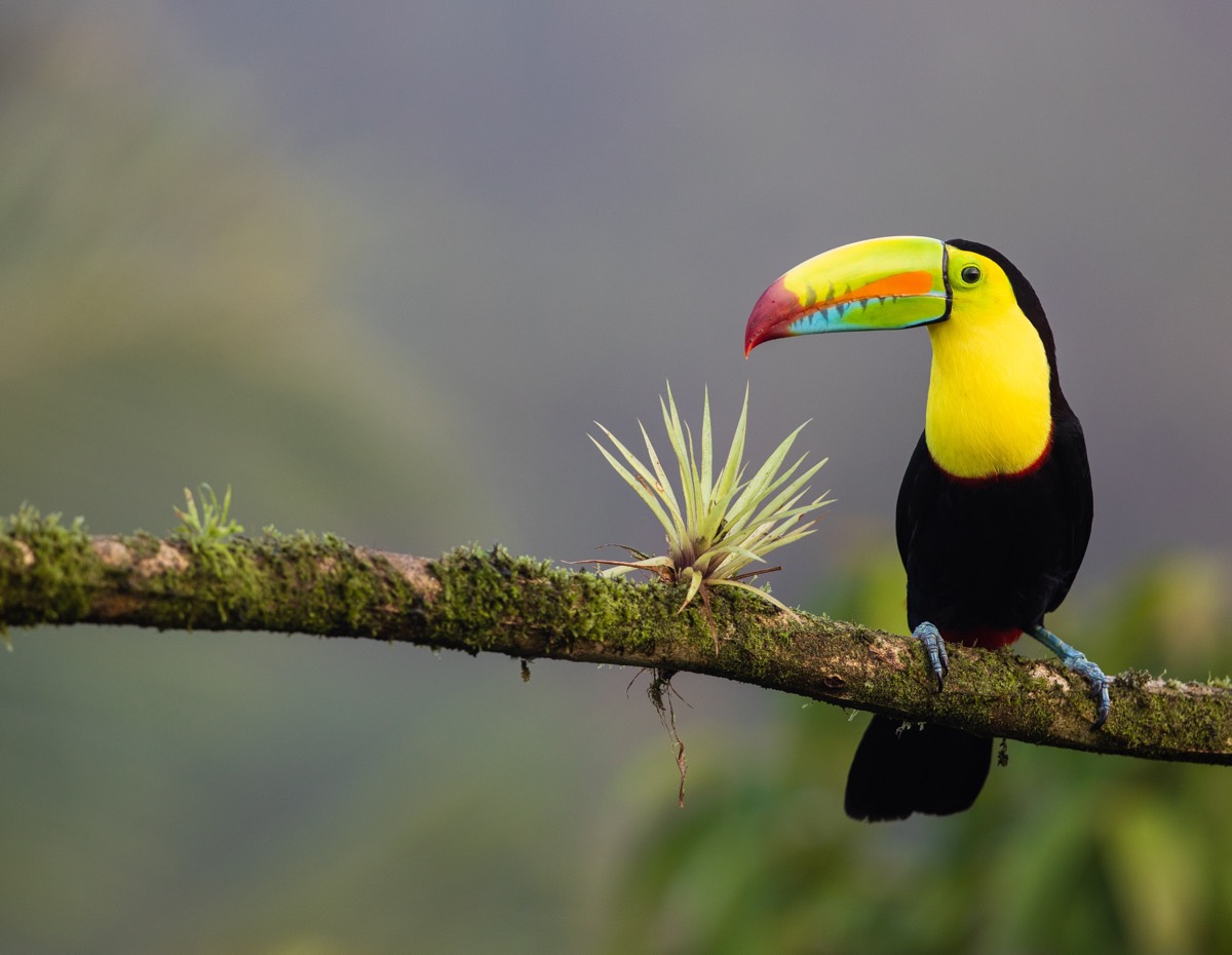 Unconventional Travel Tips to Broaden Your Mind in Costa Rica 