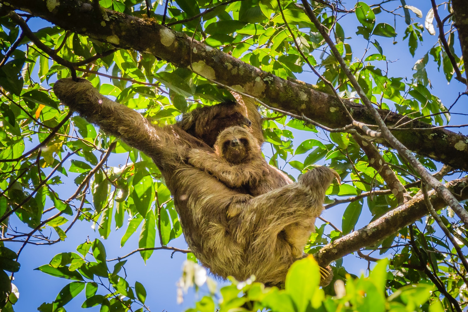 sloths in costa rica