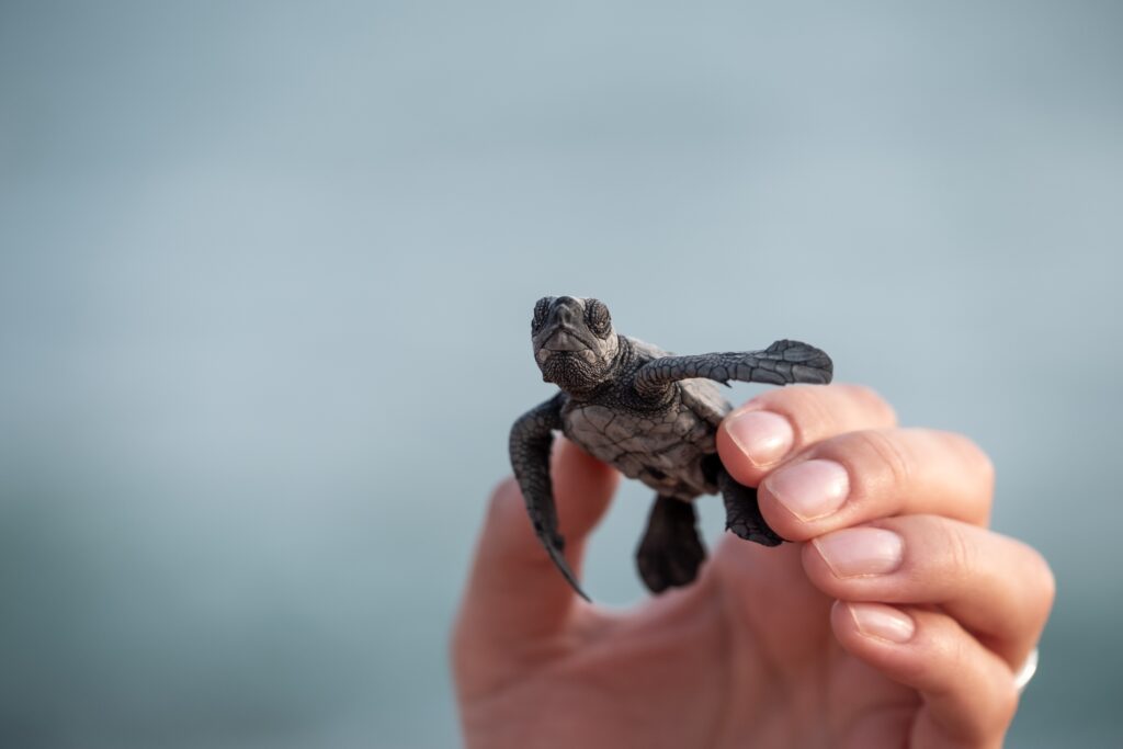 help save the sea turtles