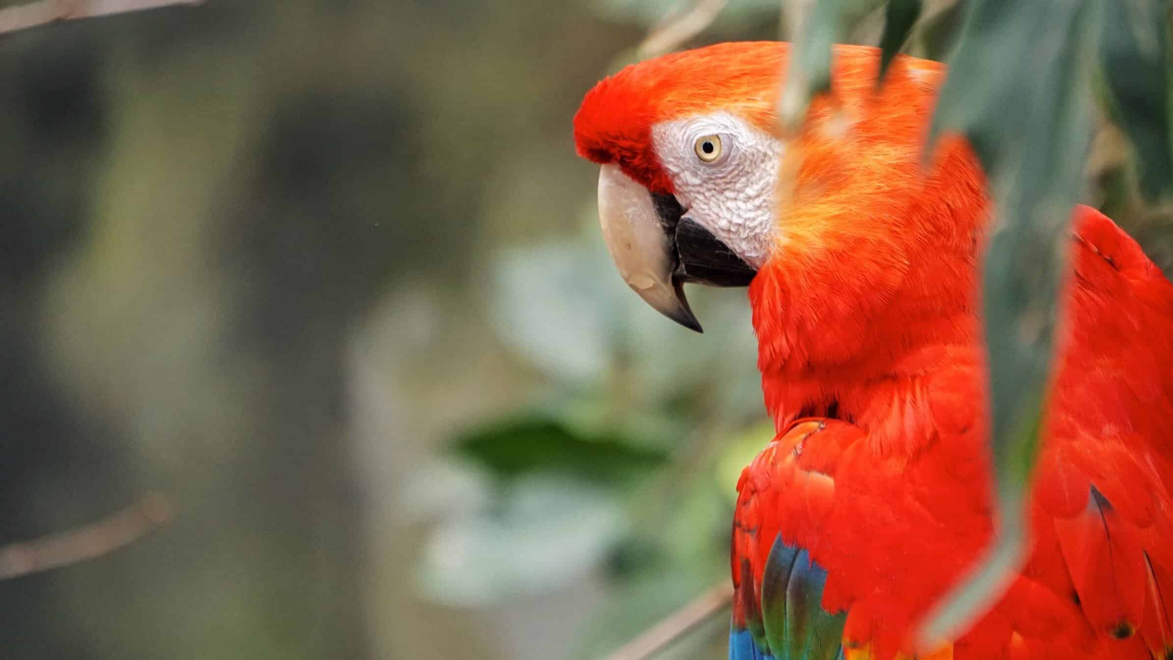 closeup of a rainbow colored Macaw bird