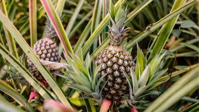 A pineapple growing from a garden. 