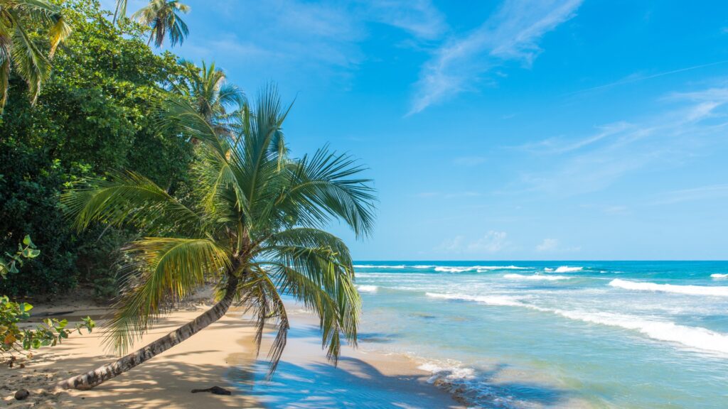 Coastline of Costa Rica with a palm tree in the foreground reaching out into the turquoise blue ocean. 