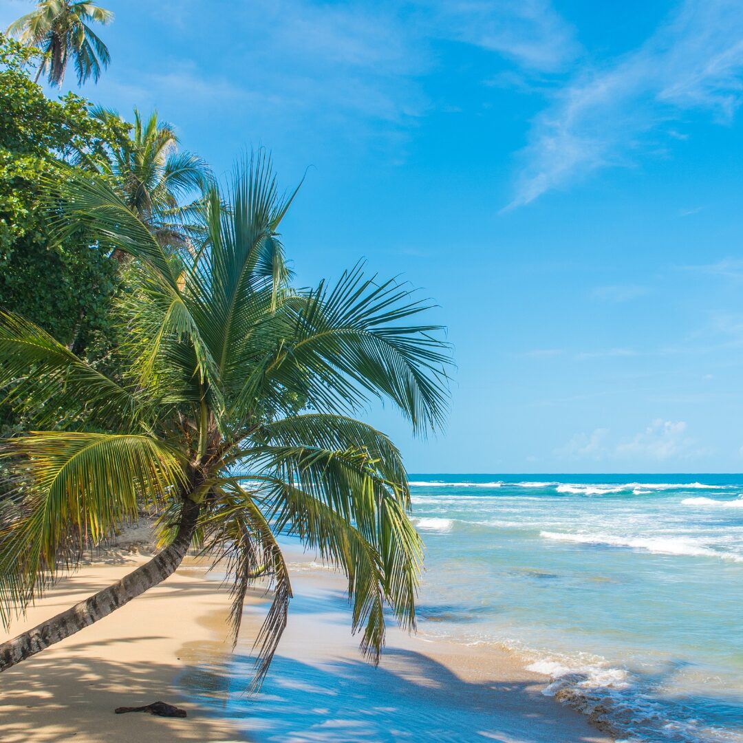 Picture of a Costa Rican beach coastline with a palm tree and ocean. 