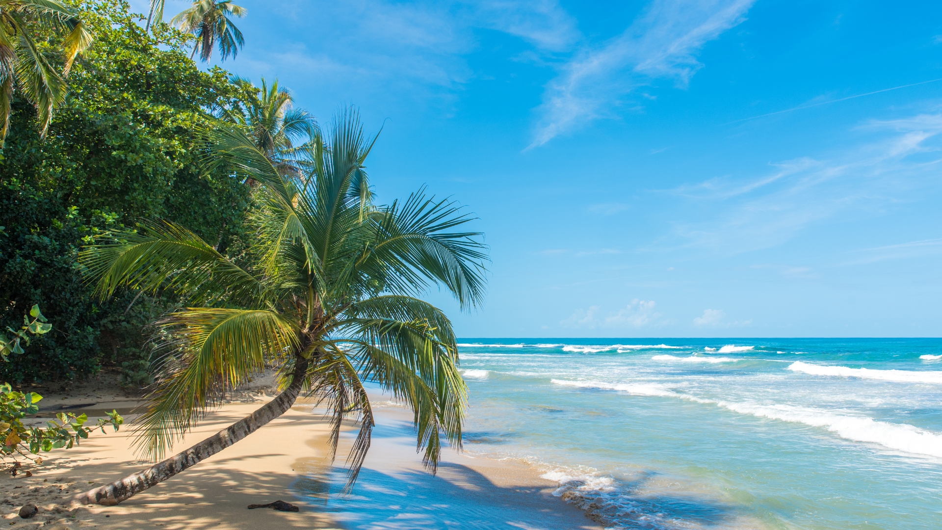 Exotic beach in Costa Rica with palm trees and turquoise blue water.