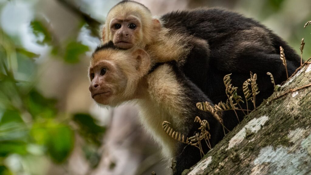 A mama capuchin monkey with a baby on her back looking at the camera in Costa Rica. 