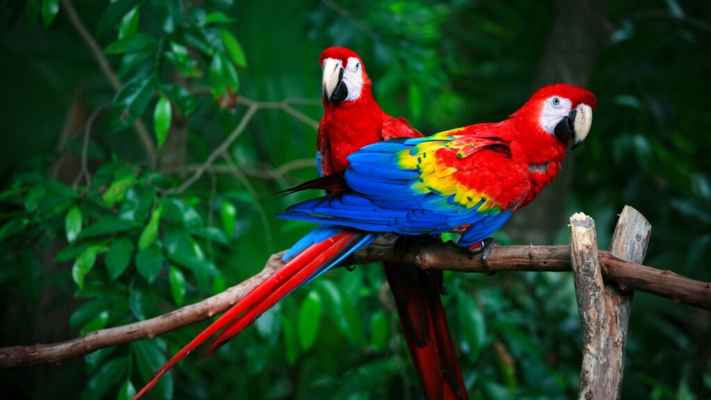 Two vibrant scarlet macaws perched on a branch in Corcovado National Park in Costa Rica. 