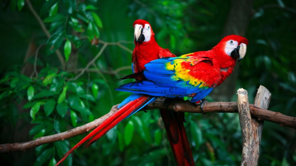 Two vibrant scarlet macaws perched on a branch in Corcovado National Park in Costa Rica.