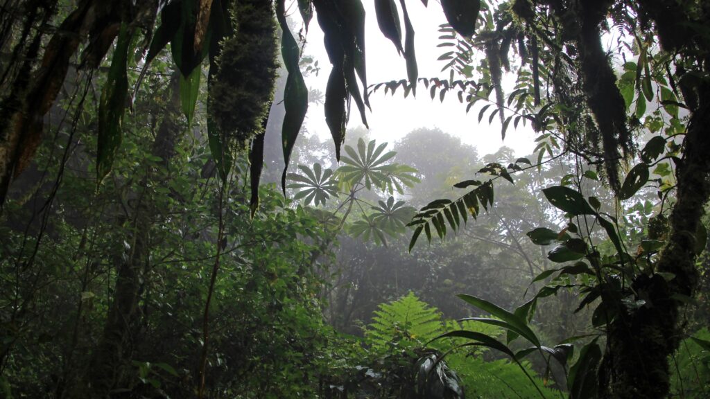 The jungle through a haze of clouds in Monteverde Cloud Forest in Costa Rica. 