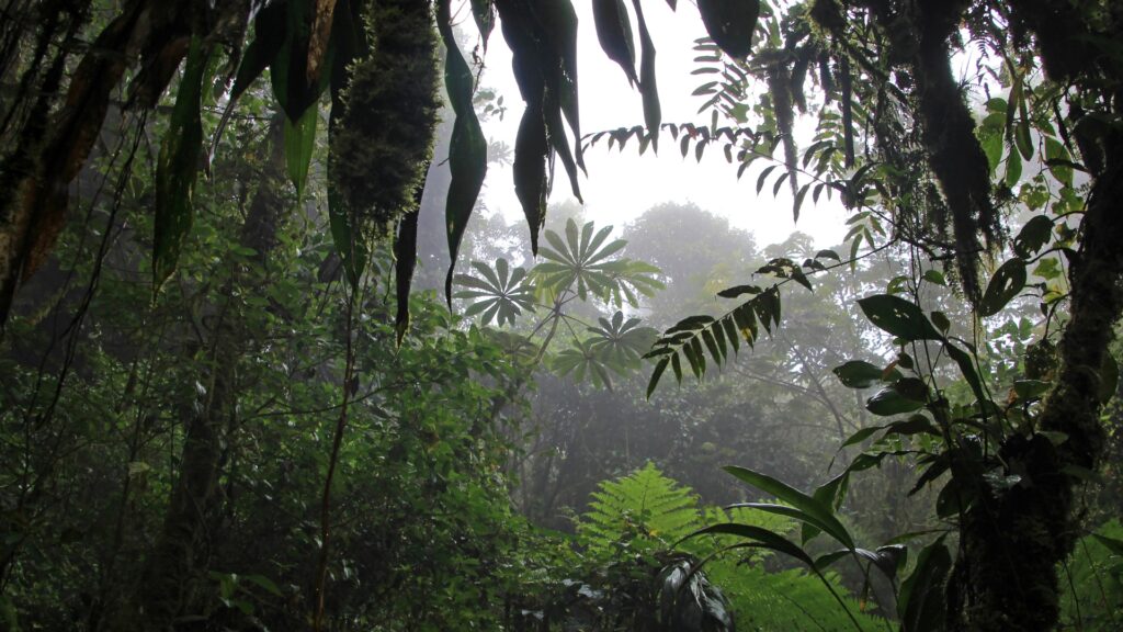 The jungle through a haze of clouds in Monteverde Cloud Forest in Costa Rica.