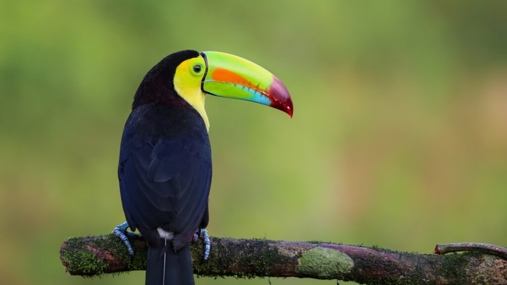 A toucan sitting on the perch of a tree looking to the side showing it's yellow, green, orange, blue and red beak. 