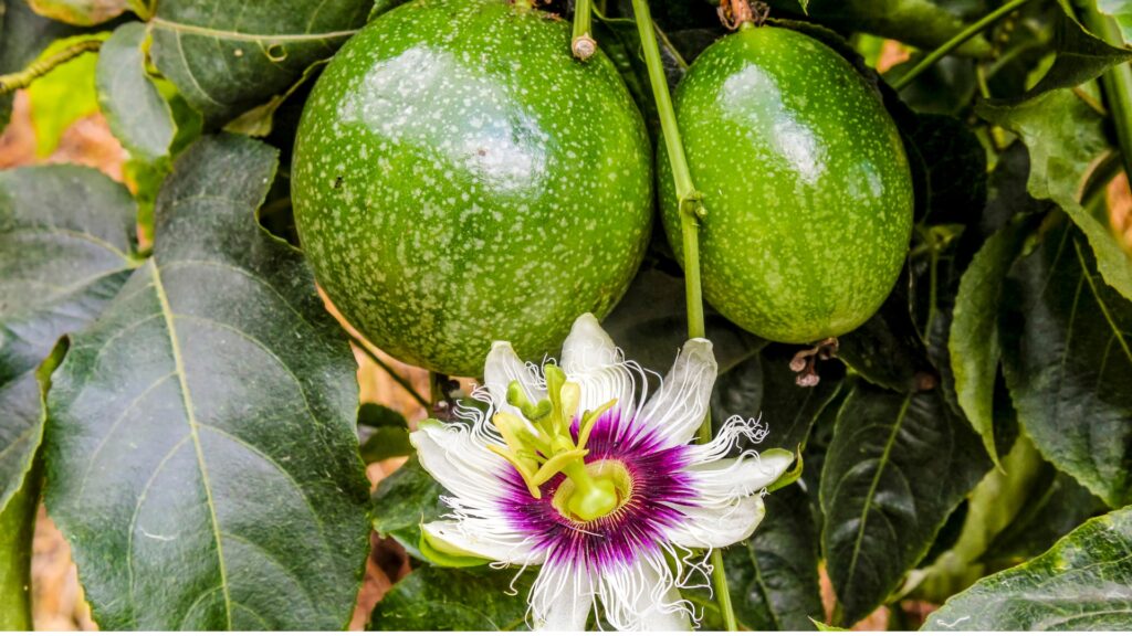 To green passion fruits and a blooming passion flower with white petals and a deep purple center growing on a plant.