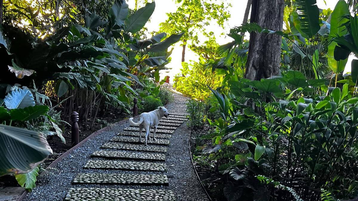 Destiny, Blue Osa's dog walking down the jungle lined path to the ocean in front of Blue Osa in Costa Rica. 