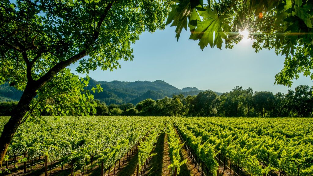 Landcape picture of a vineyard with trees bordering the sun filled sky and mountains in the background.