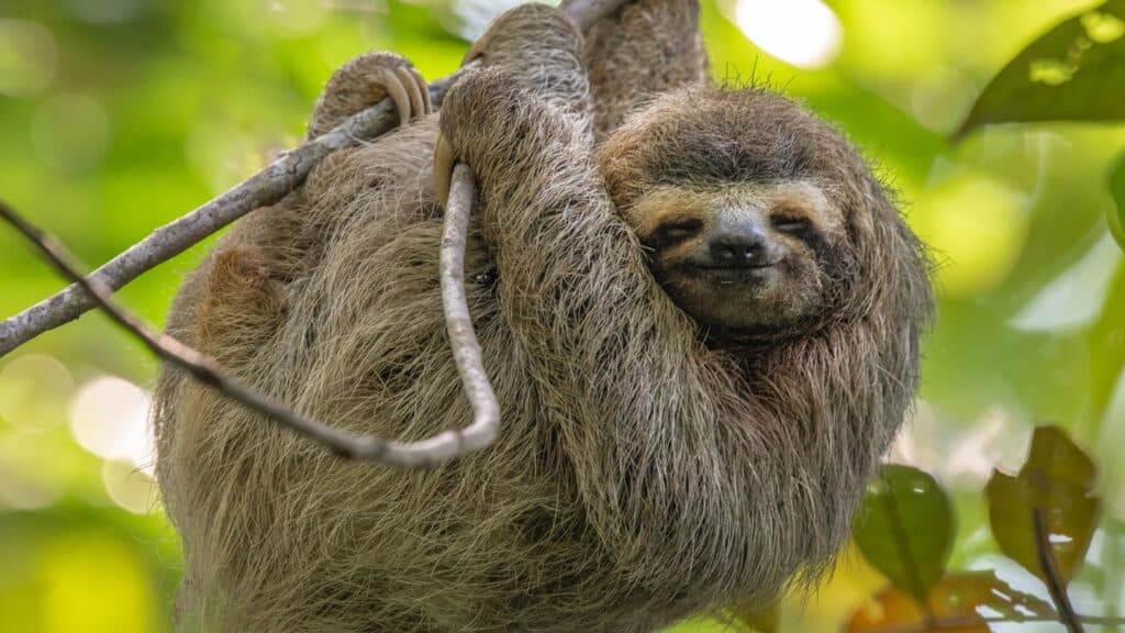 A sloth hanging from a tree on Blue Osa Yoga Retreat & Spa in Costa Rica sloth tour