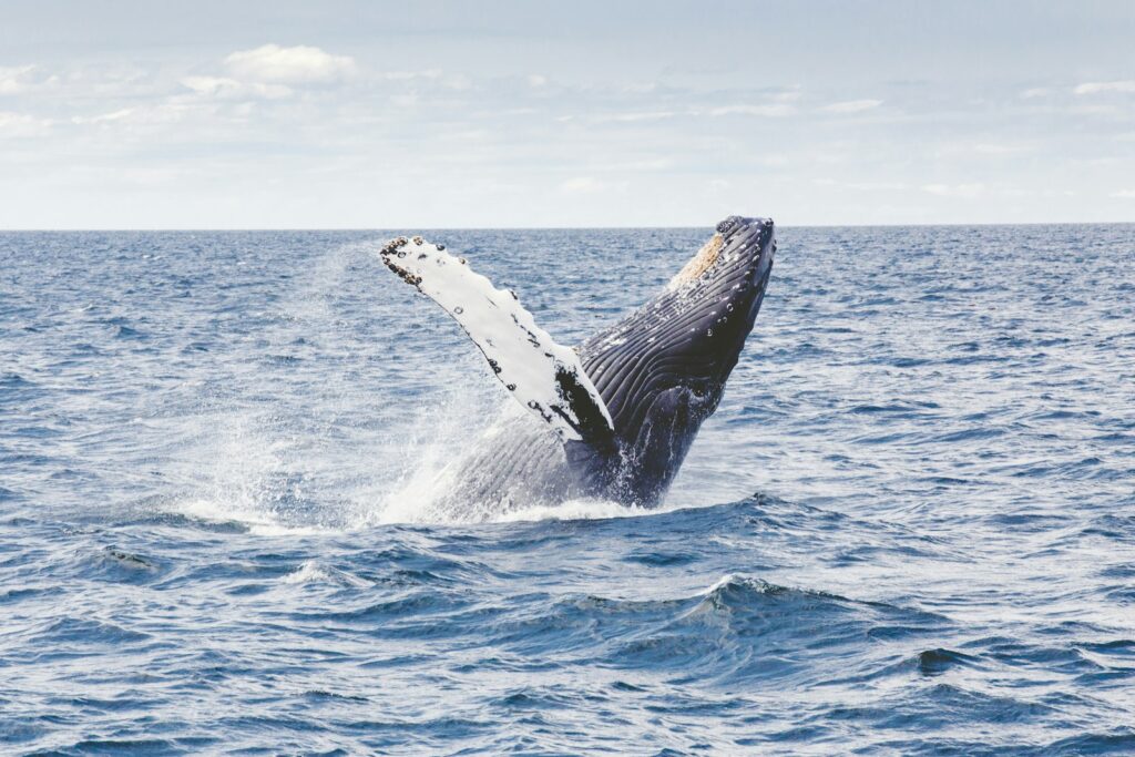 photography of humpback whale