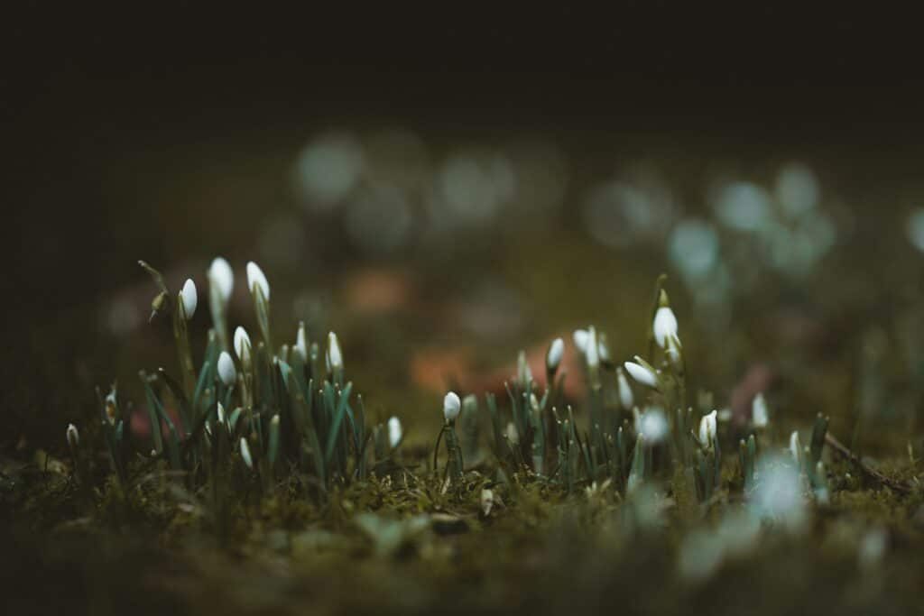 Photo by Annie Spratt white petaled flowers
