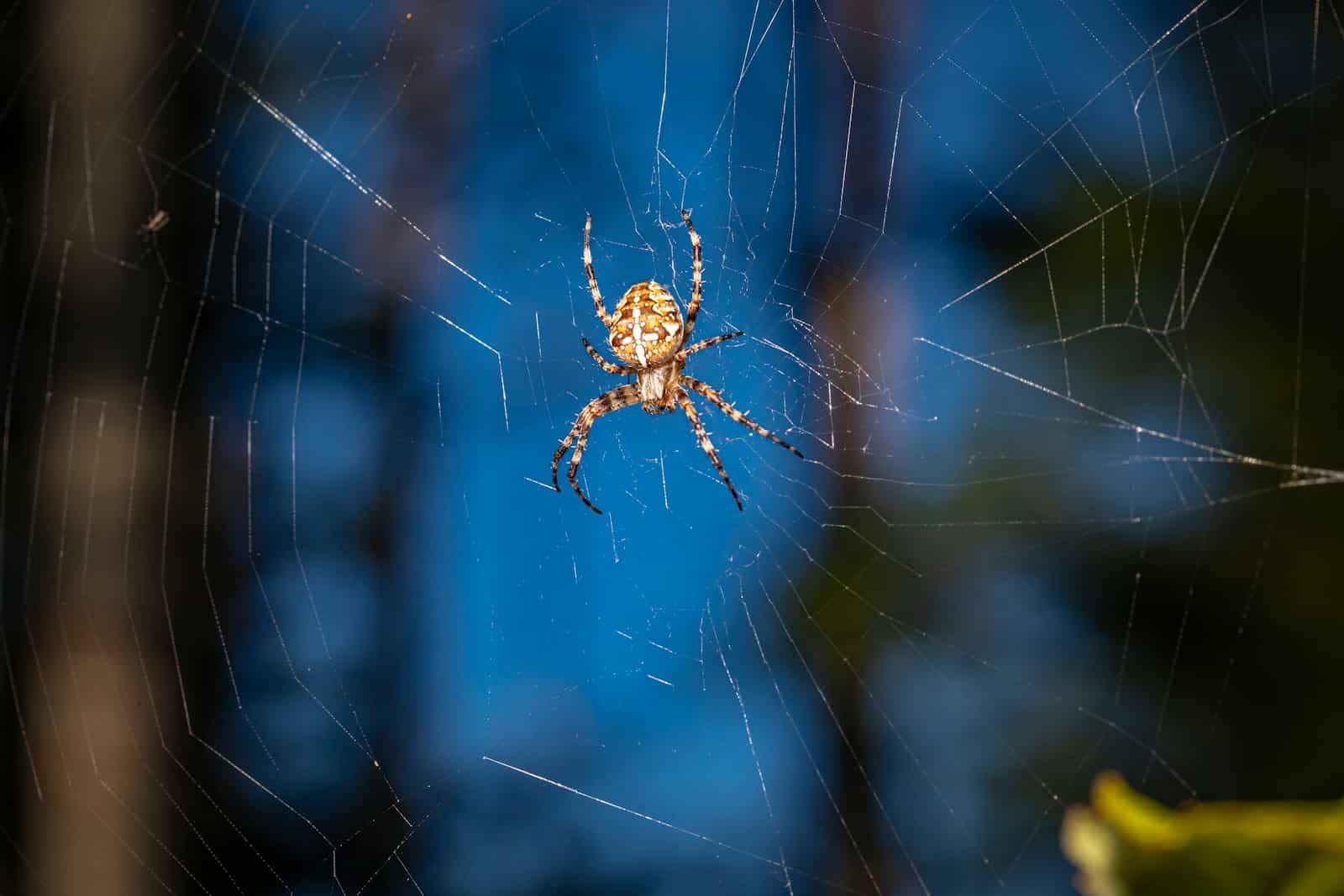 Photo by Erik Karits || brown spider on spider web in close up photography during daytime fear