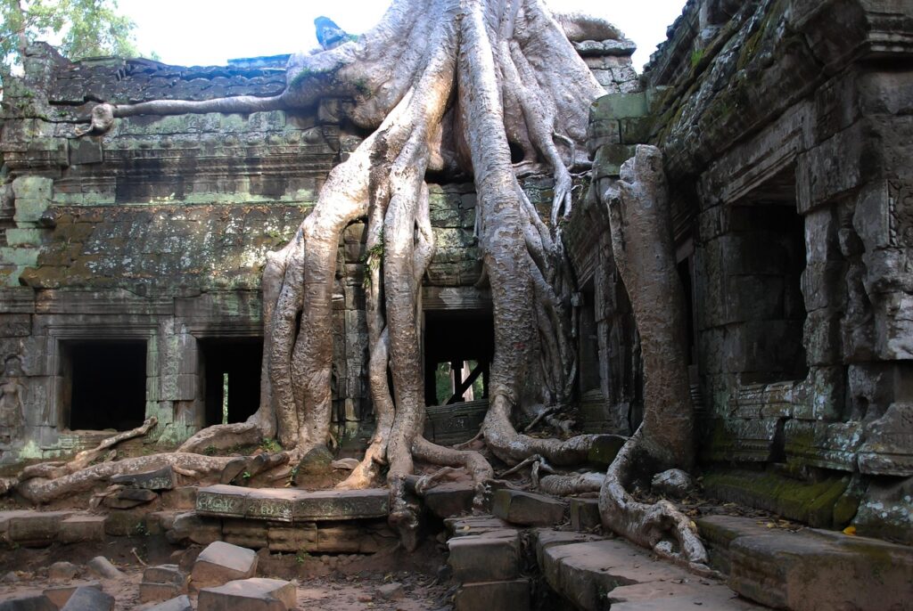 one of the secrets of angkor wat, tree, tourism, travels, root, nature, sightseeing, cambodia