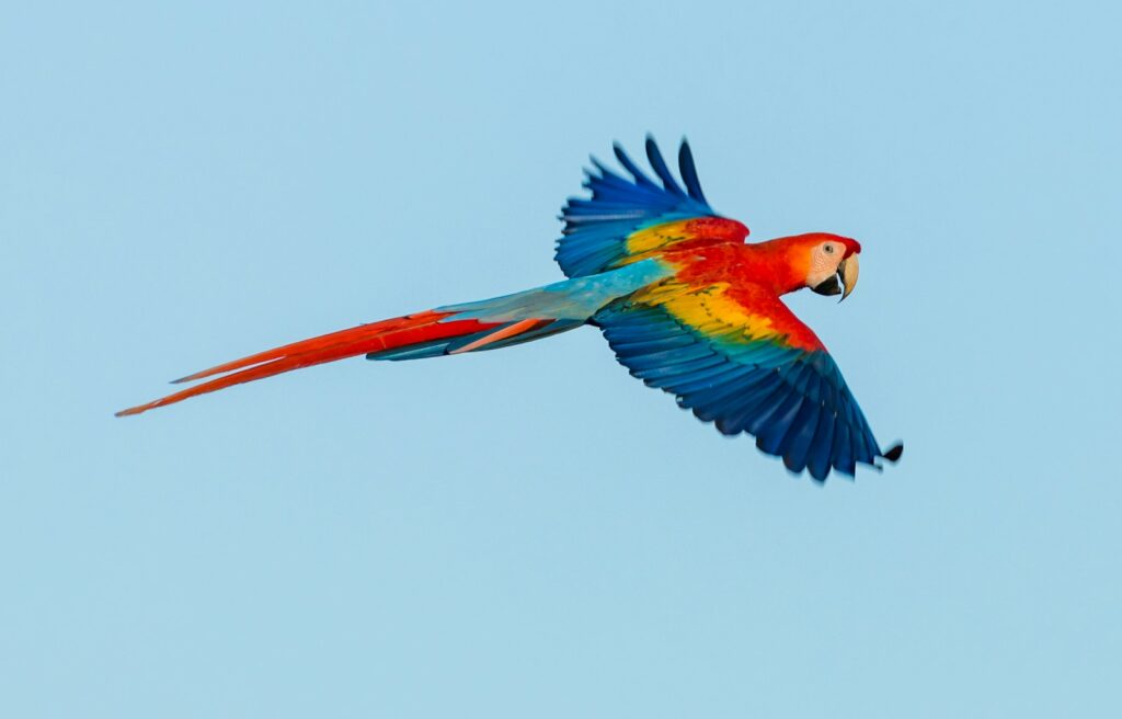 Scarlet macaw wildlife Blue Osa Osa Peninsula Costa Rica yoga retreat