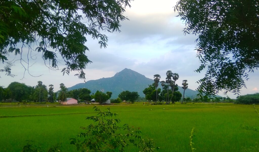 a lush green field with a mountain in the background
Arunachala mountain